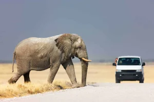 Etosha-National-Park-In-Namibia