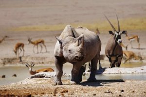 black_rhino_oryx_springboks_etosha_national_park_1920x1200